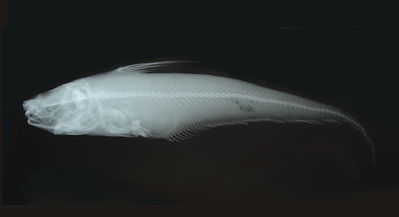 Coryphaenoides marginatus Steindachner & Döderlein, 1887